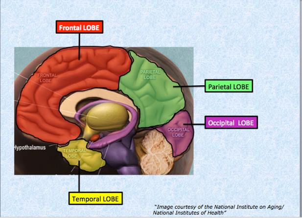 cerebral-hemisphere