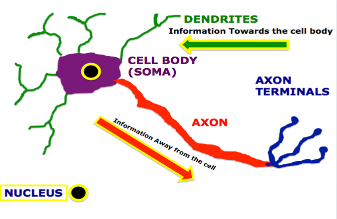 neuron-2